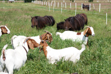 Shettys und Burenziegen