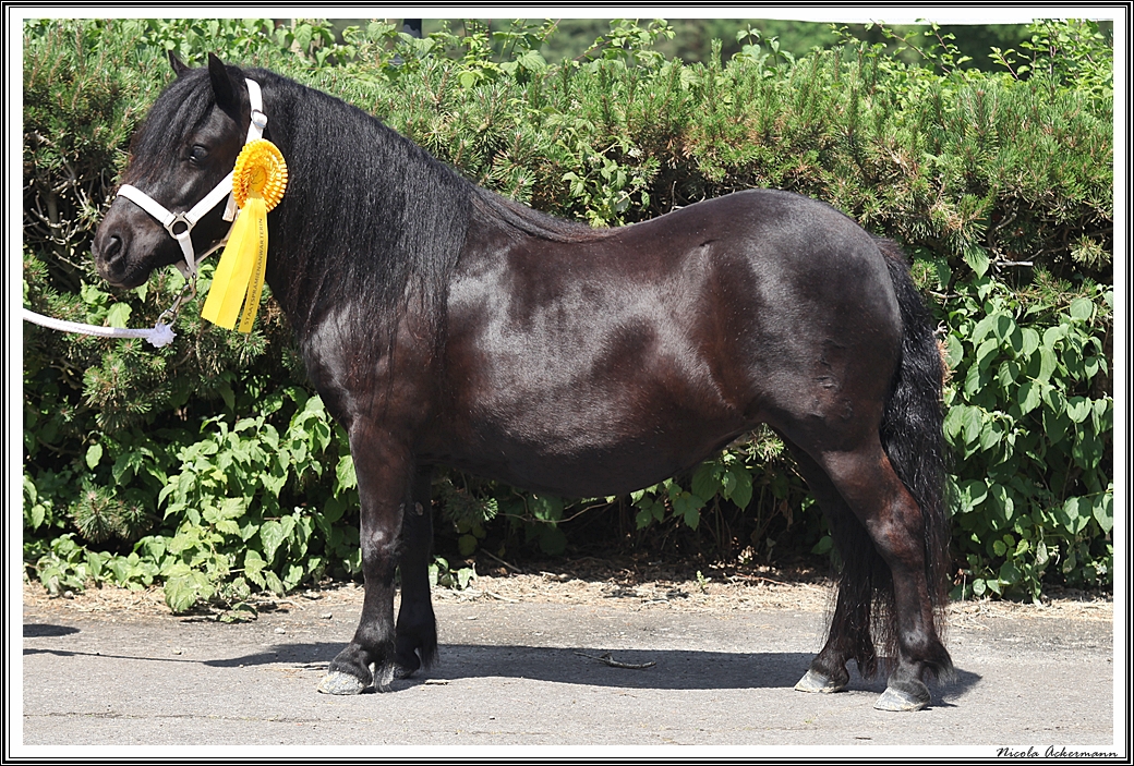 stuteneintragung adelheitsdorf 062021 hashagen g graffiti sa-a IMG_7397.JPG